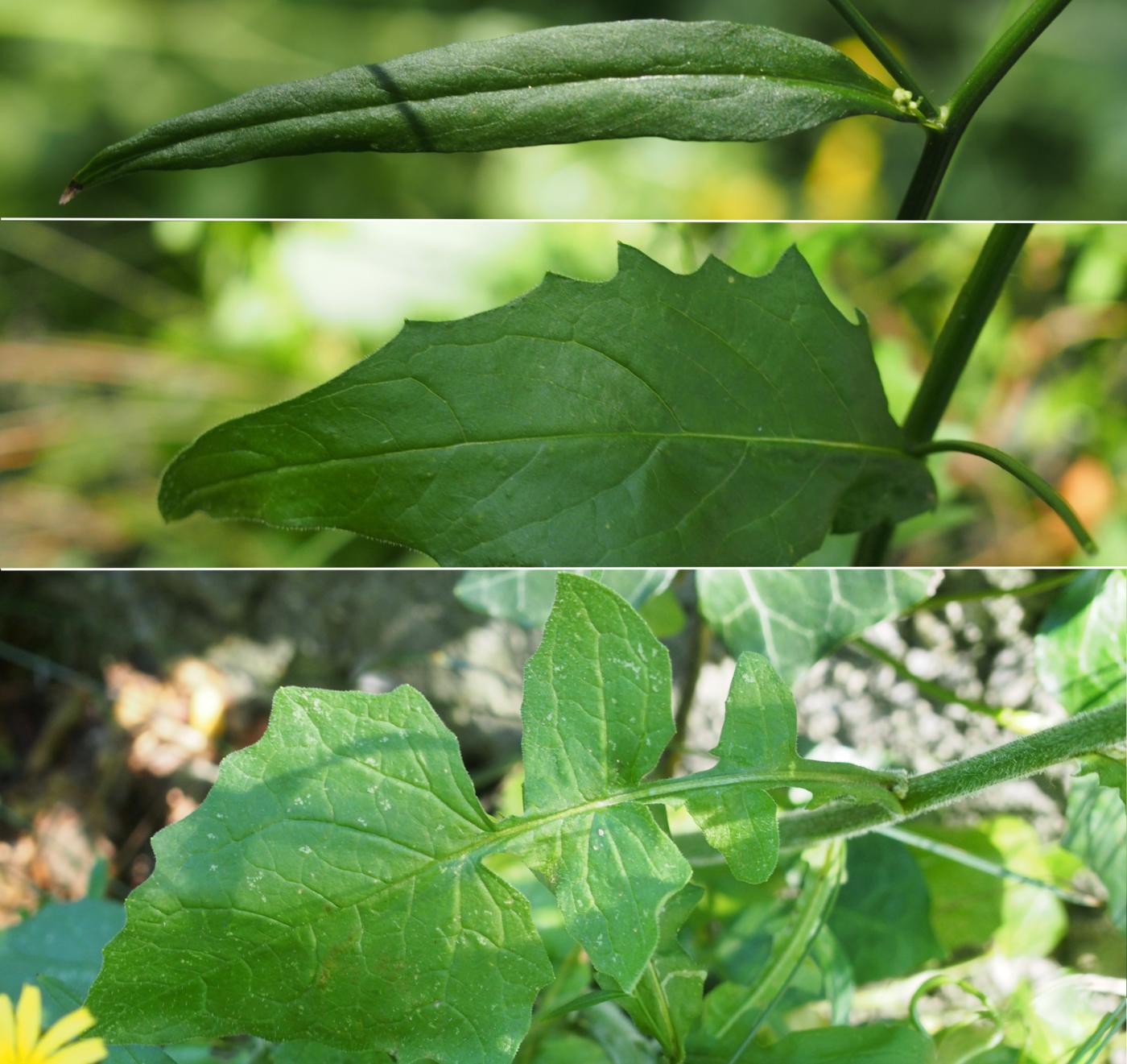 Nipplewort, Perennial leaf